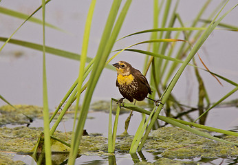 Image showing Yellow Headed Black Bird