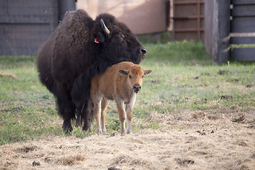Image showing Buffalo bison with young