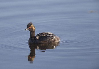 Image showing Eared Grebe with Babies