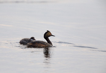 Image showing Eared Grebe with Babies