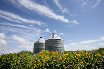 Image showing Sunflower Field Manitoba