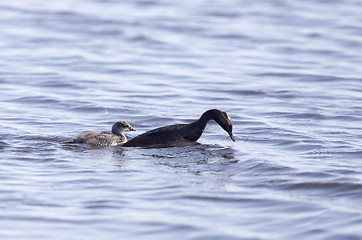 Image showing Eared Grebe with Babies