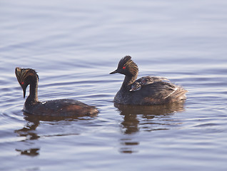 Image showing Eared Grebe with Babies