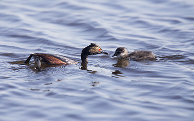 Image showing Eared Grebe with Babies