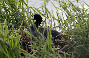 Image showing American Coot in Nest