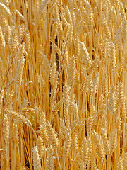 Image showing Wheat field