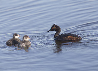 Image showing Eared Grebe with Babies