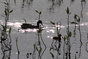 Image showing American Coot with baby