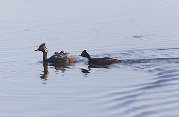 Image showing Eared Grebe with Babies