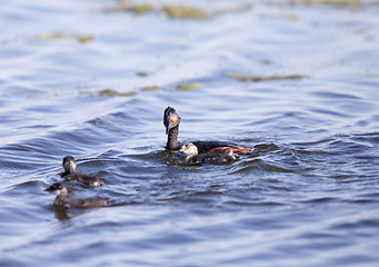 Image showing Eared Grebe with Babies