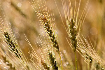 Image showing Close Wheat in Field