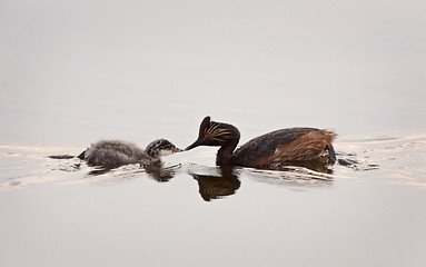 Image showing Eared Grebe with Babies