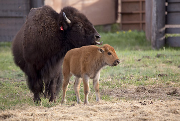 Image showing Buffalo bison with young