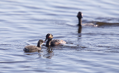 Image showing Eared Grebe with Babies