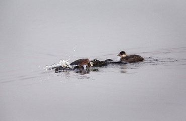 Image showing Eared Grebe with Babies