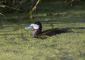 Image showing Ruddy Duck in Green Water