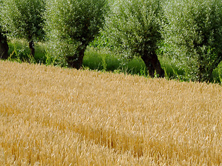 Image showing Wheat field