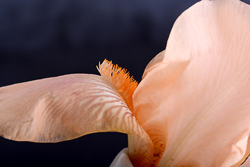 Image showing Orange Cosmos flower on black background