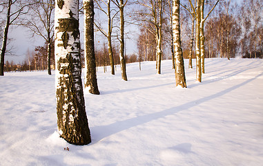 Image showing trees   in winter