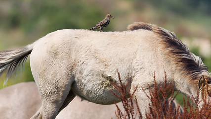 Image showing Bird sitting on Konik horse