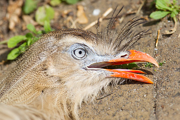 Image showing Red-legged seriema or crested cariama (Cariama cristata)