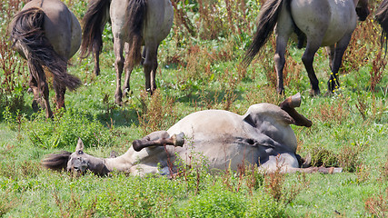 Image showing Happy Konik horse