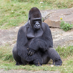 Image showing Silver backed male Gorilla