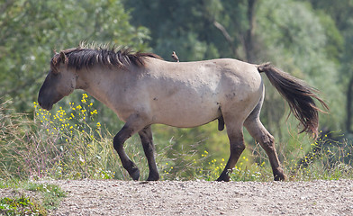Image showing Bird sitting on Konik horse