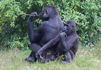 Image showing Adult gorilla resting