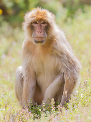 Image showing Barbary Macaque (Macaca sylvanus)