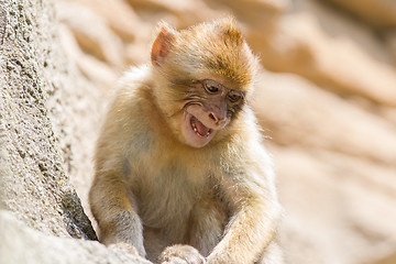 Image showing Grumpy Barbary Macaque (Macaca sylvanus)