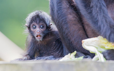 Image showing Spider monkey (Ateles fusciceps)