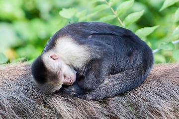 Image showing Capuchin monkey (Cebus capucinus)