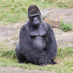 Image showing Silver backed male Gorilla