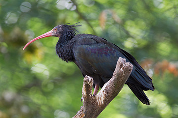 Image showing Northern Bald Ibis (Geronticus eremita)