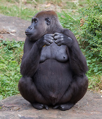 Image showing Adult gorilla eating