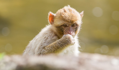 Image showing Barbary Macaque (Macaca sylvanus)