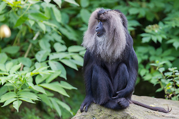 Image showing Lion-tailed Macaque (Macaca silenus)