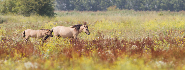 Image showing Konik horses