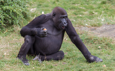 Image showing Adult gorilla eating