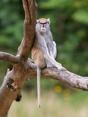 Image showing Patas monkey (Erythrocebus patas