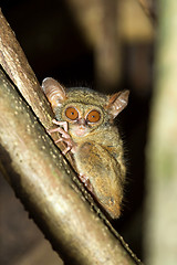 Image showing Tarsius spectrum,Tangkoko National Park, Sulawesi