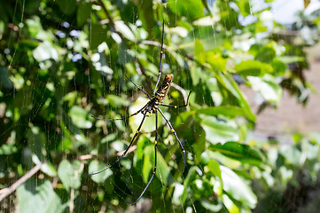 Image showing Nephila pilipes, big spider, Bali, Indonesia
