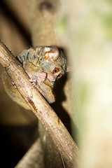 Image showing Tarsius spectrum,Tangkoko National Park, Sulawesi