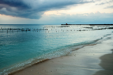 Image showing Plantations of seaweed on beach, Algae at low tide