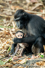 Image showing portrait of Celebes crested macaque, Sulawesi, Indonesia