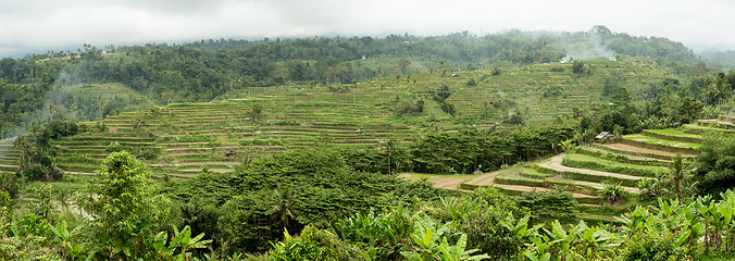 Image showing Rice terraced paddy fields in central Bali, Indonesia