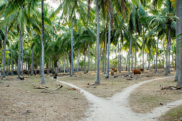 Image showing indonesia countryside with cattle
