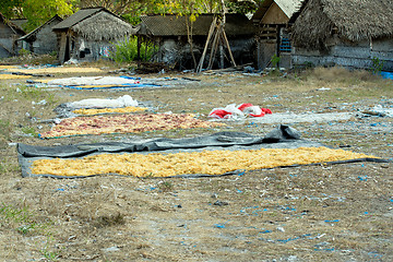 Image showing Seaweed farmed along the coast of Nusa Penida