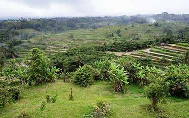 Image showing Rice terraced paddy fields in central Bali, Indonesia